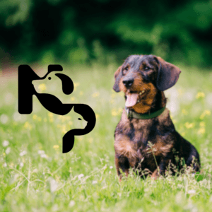 Logo animalier de Nova Pets noir représentant un chien et un chat aux côtés d’un teckel dans un champ